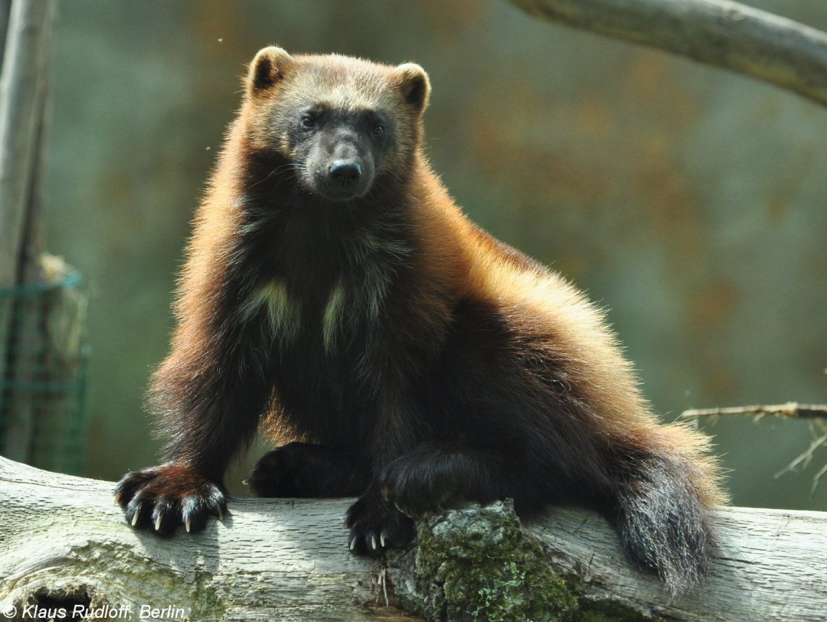 Росомаха Северной Америки