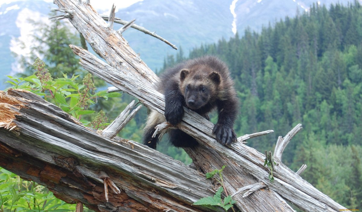 Росомаха в Республике Коми фото