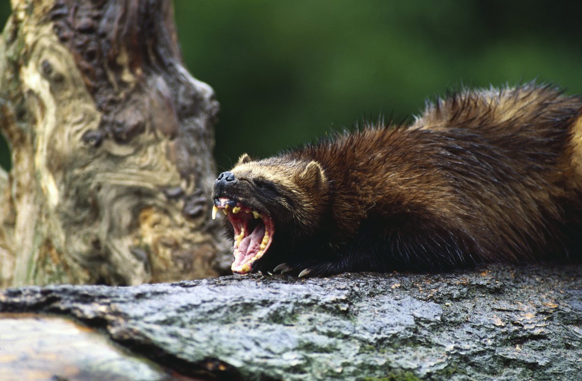 Росомаха Байкальская