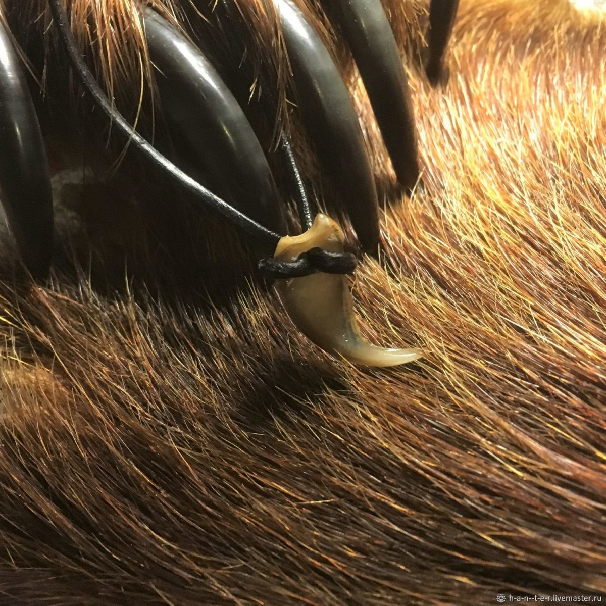 Восточно Сибирская Росомаха