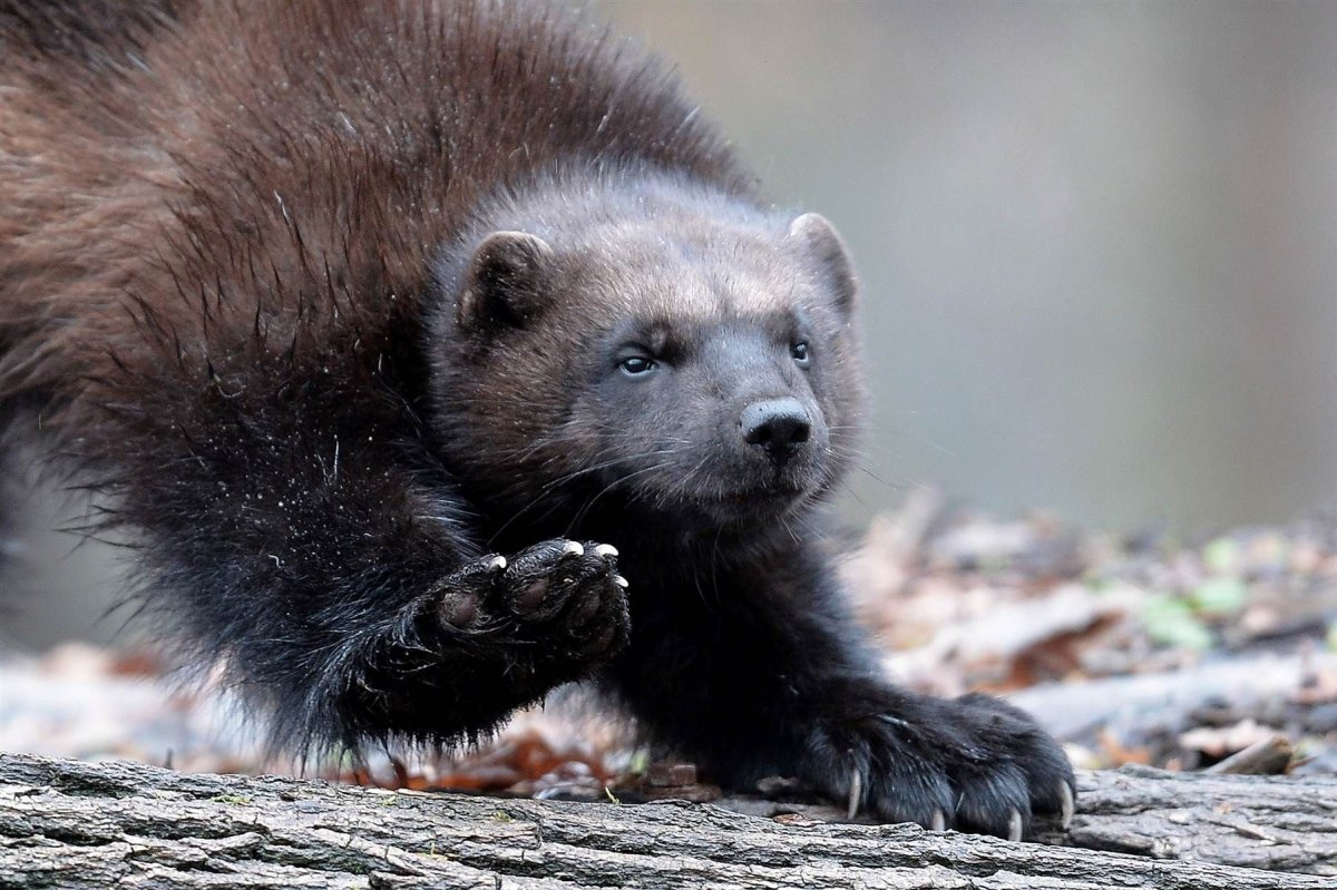 Животный мир Швеции Росомаха,