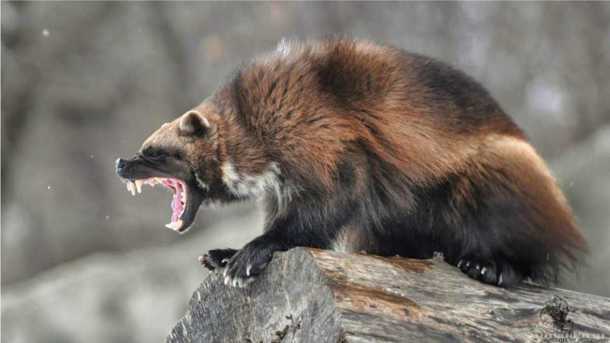 Росомаха спит