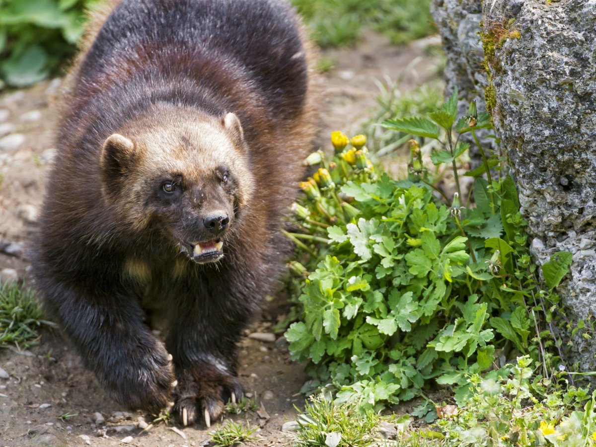 Когти Росомахи