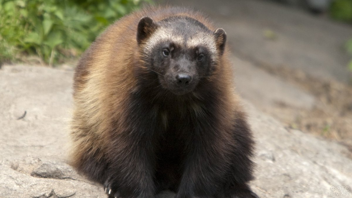 Росомаха животное её когти