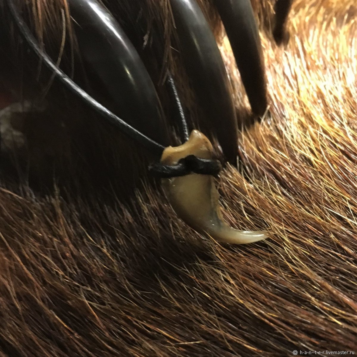 Росомаха когти животного