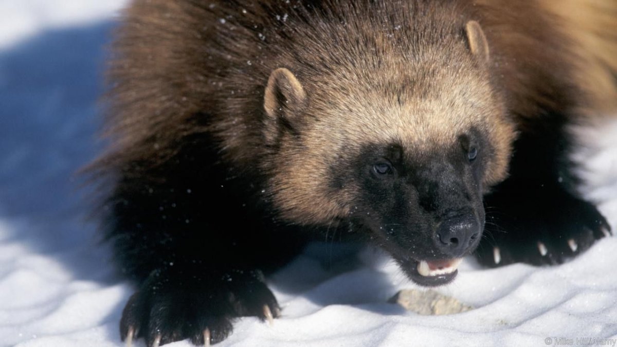 Росомаха домашняя