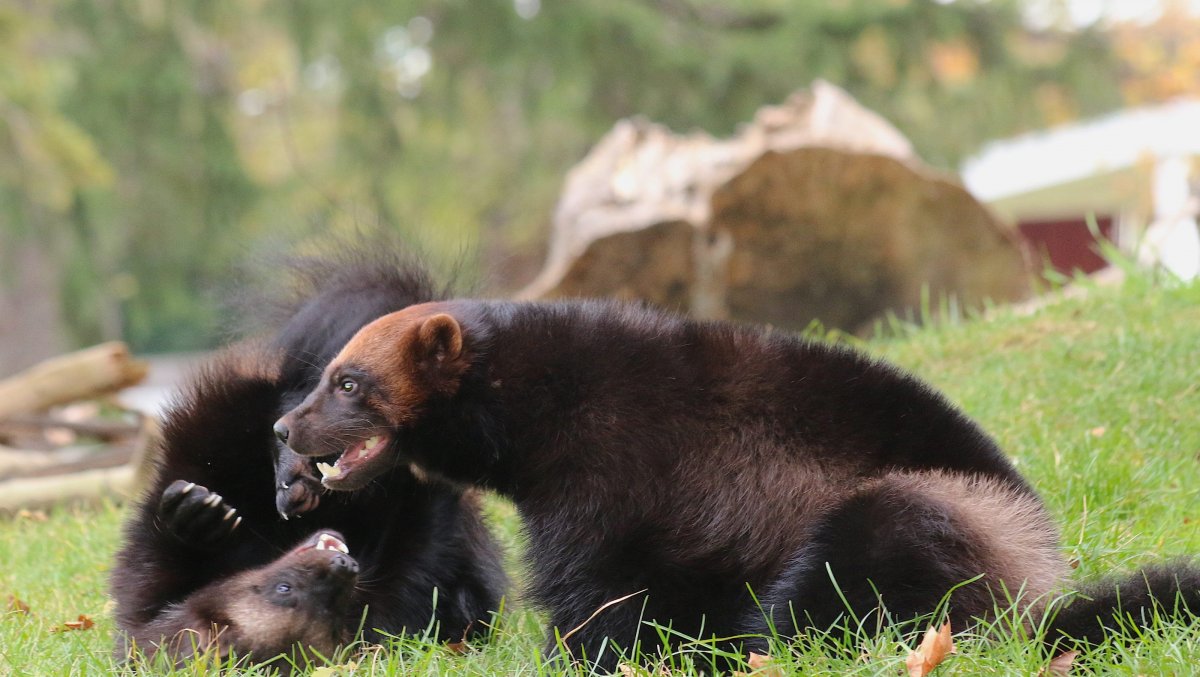 Росомаха и собака