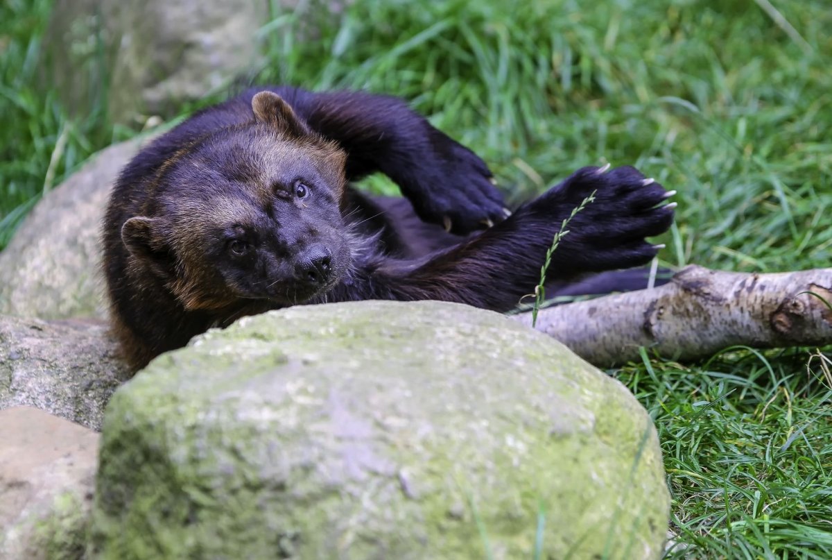 Росомаха животное