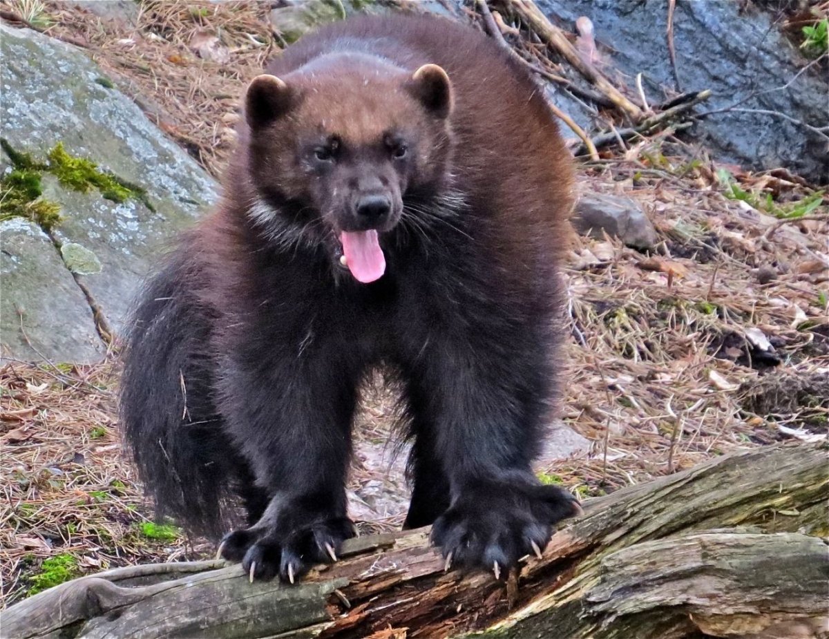 Восточно Сибирская Росомаха