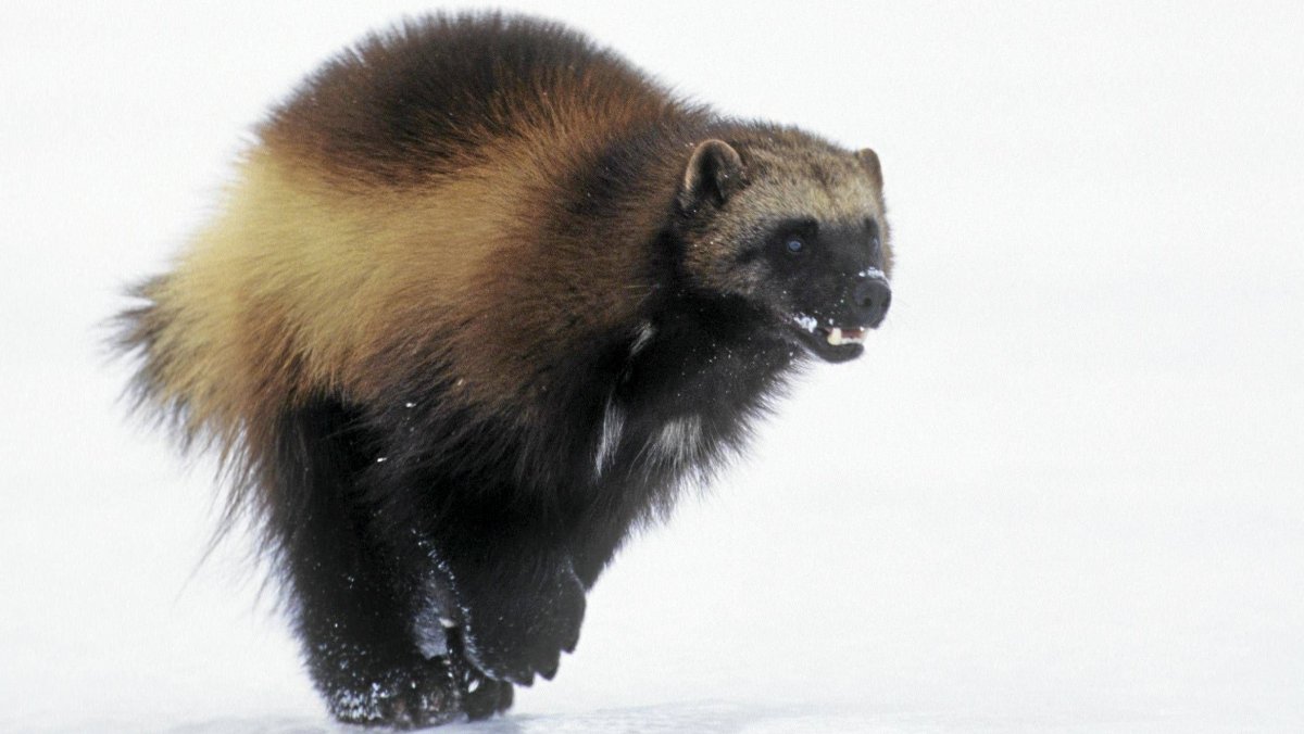 Росомаха бесстрашный зверь