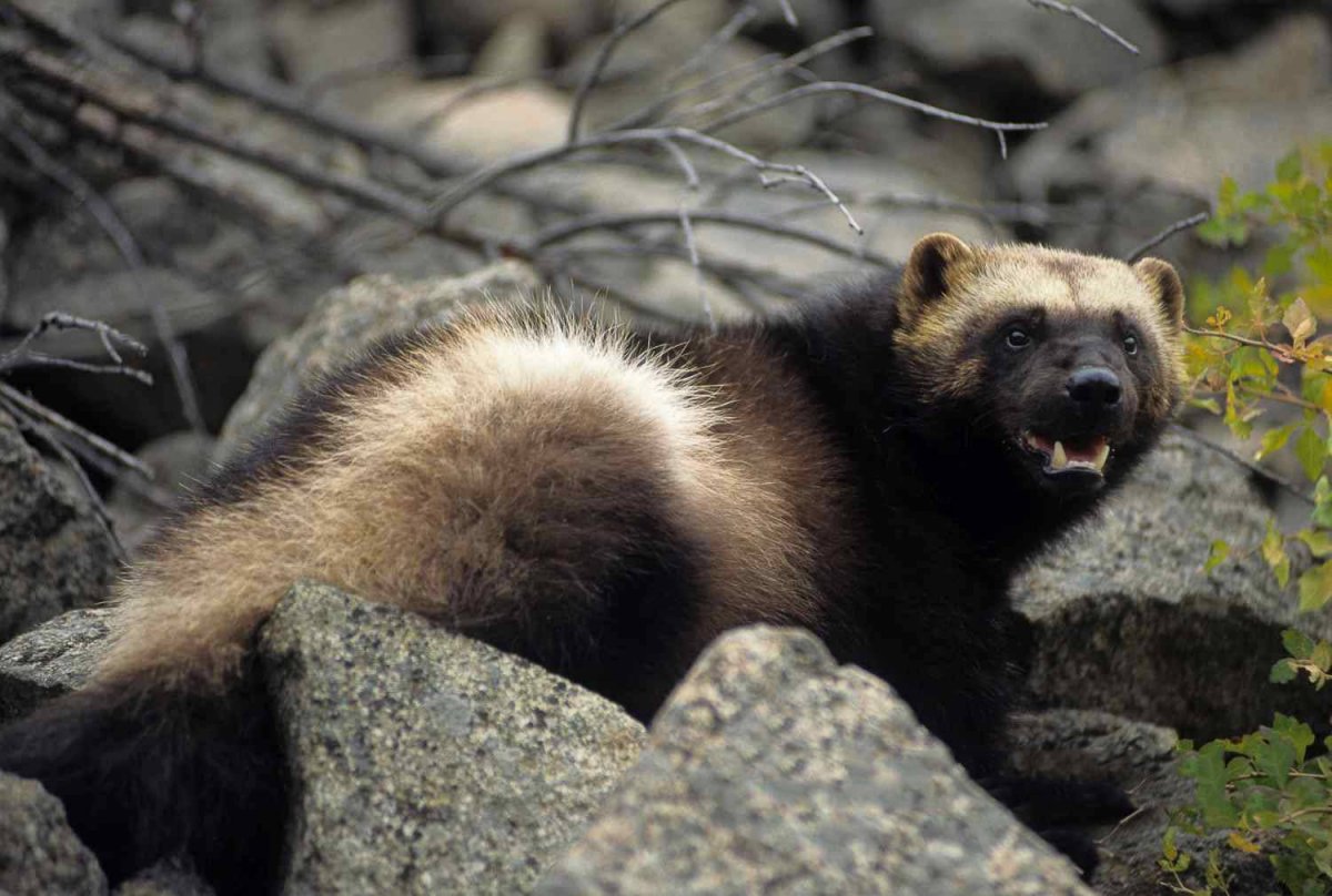 Росомаха Таежная