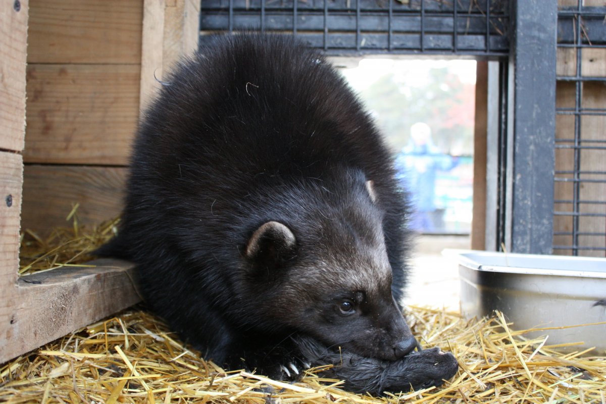 Восточно Сибирская Росомаха