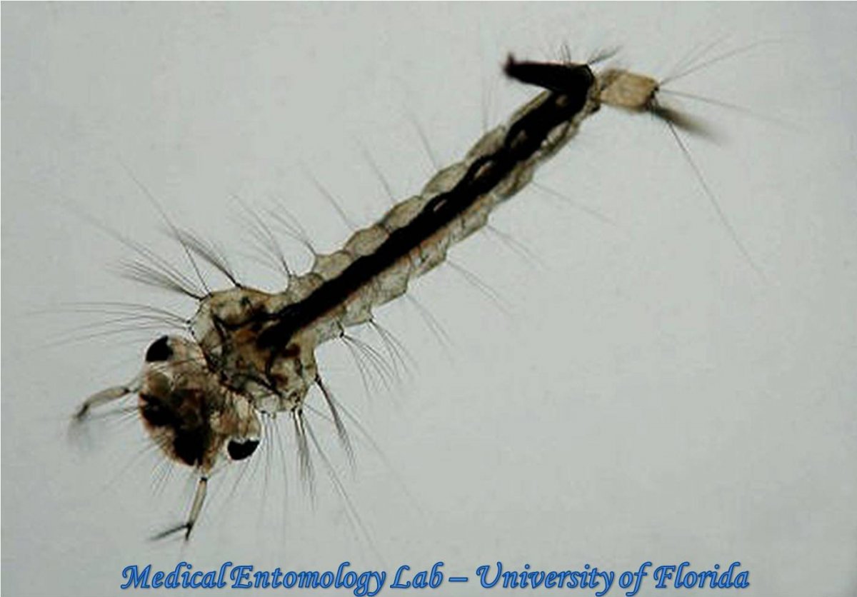 Личинки комаров Аедес