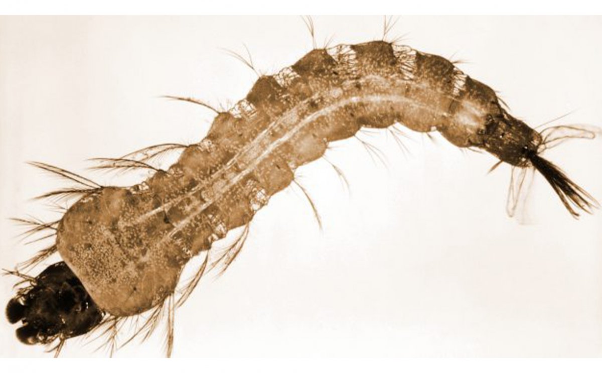 Наяда личинка Стрекозы