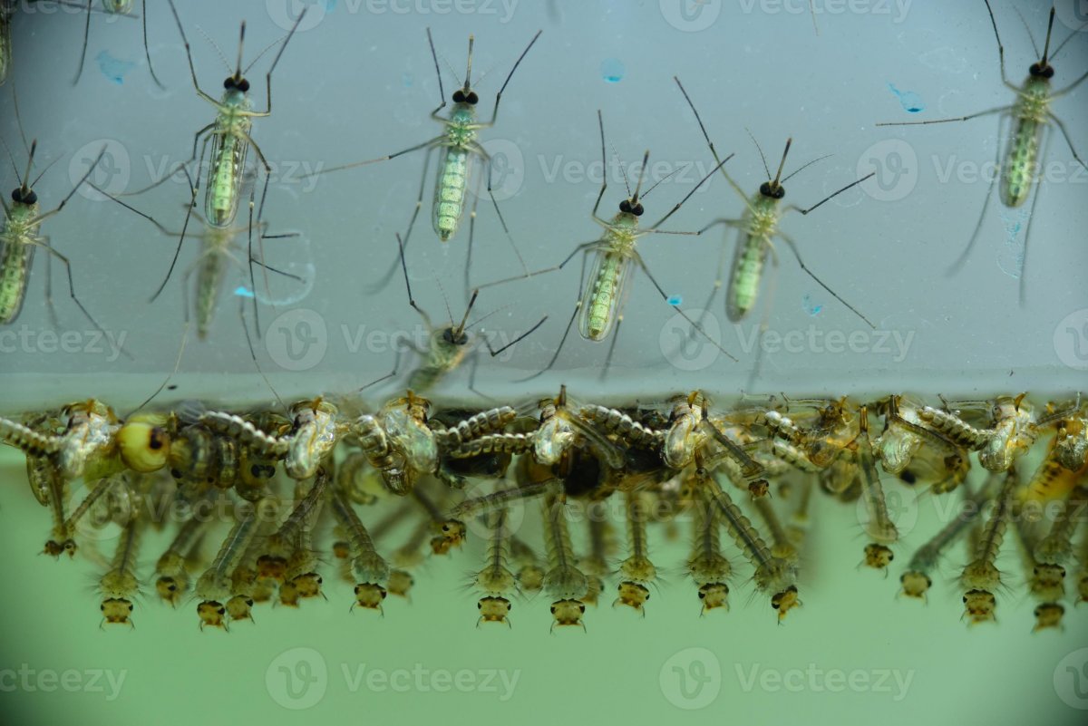 Личинка комара толкунца