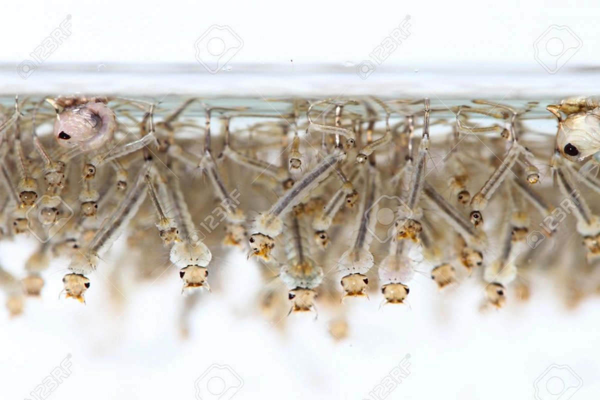 Шитик личинка комара