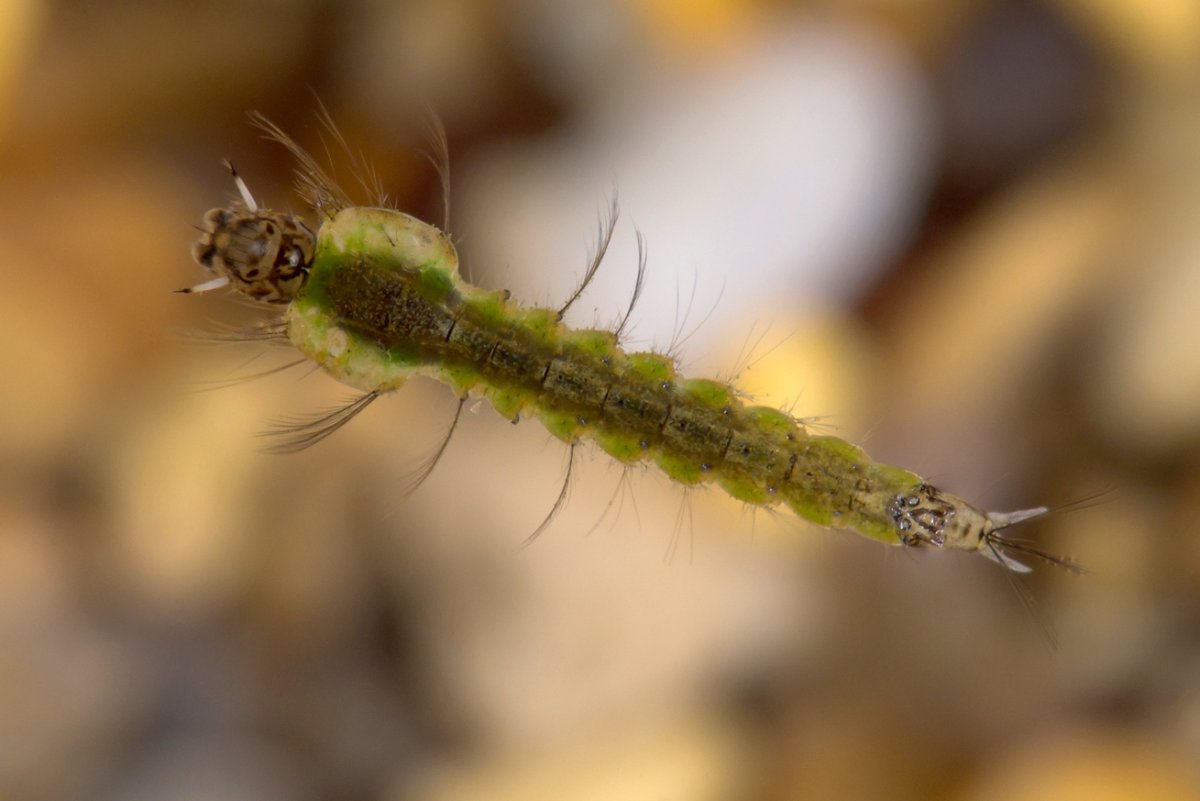 Мокрец личинка комара