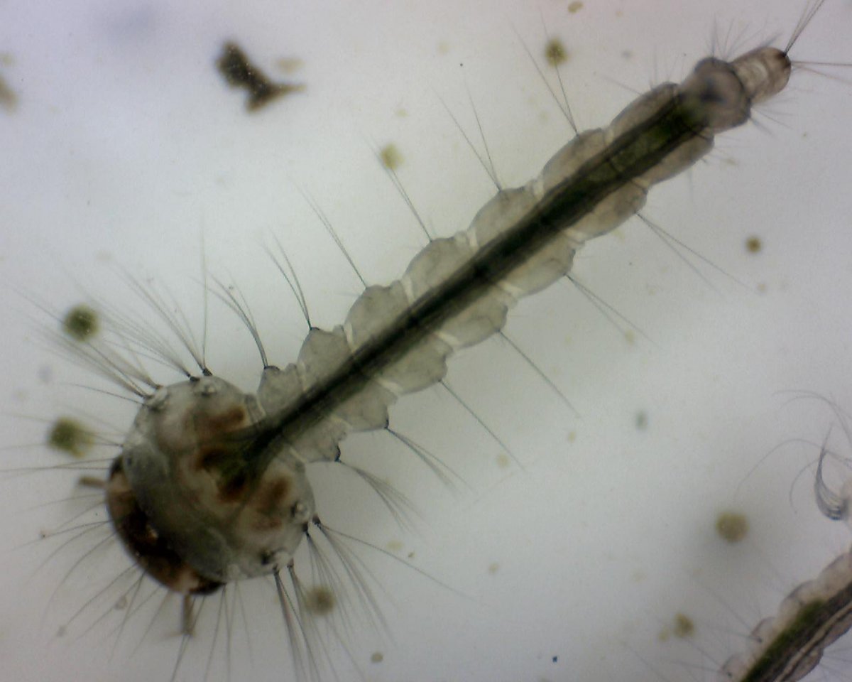 Culex Larvae