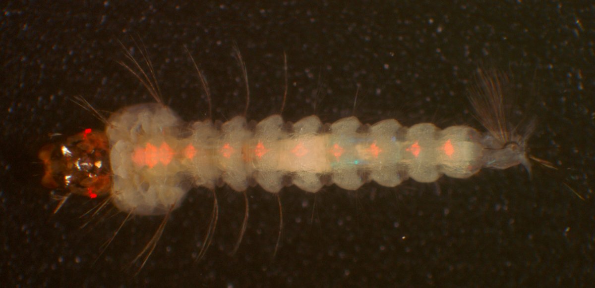 Личинка и куколка комара