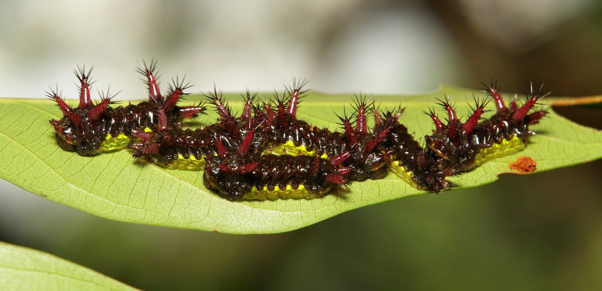 Прозрачные личинки в воде