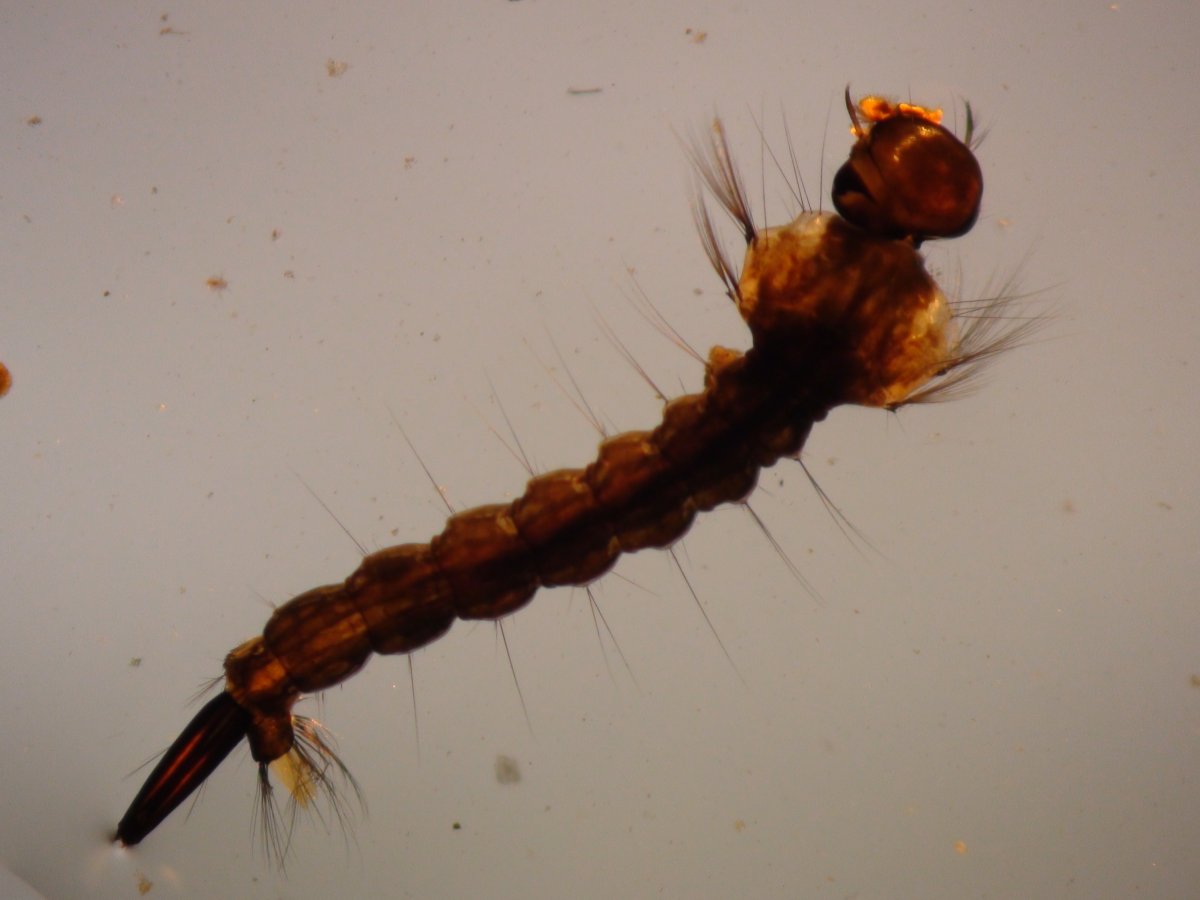 Личинка комара