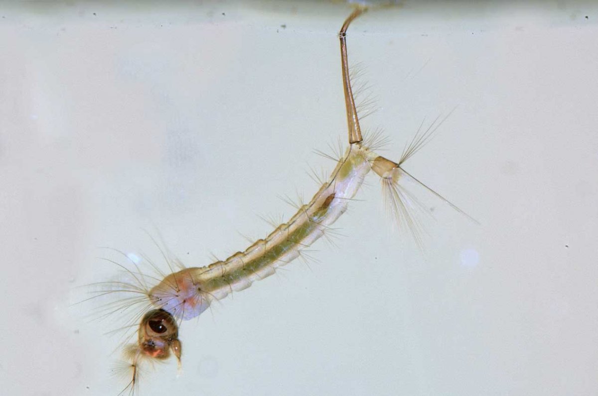 Личинки комаров Звонцов