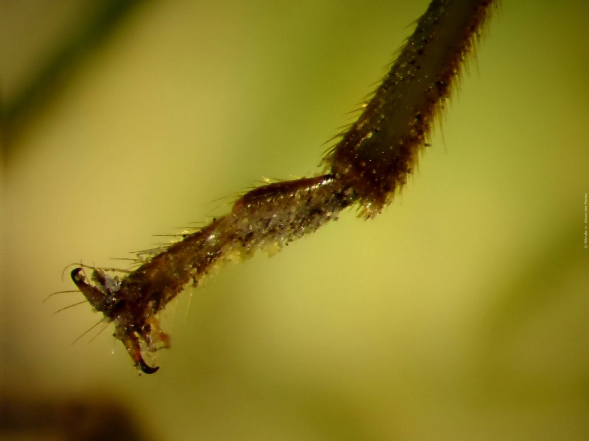 Комар-Дергун звонец личинки