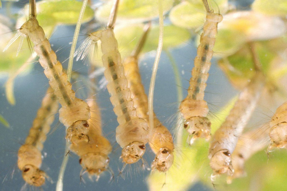 Личинка комара толкунца