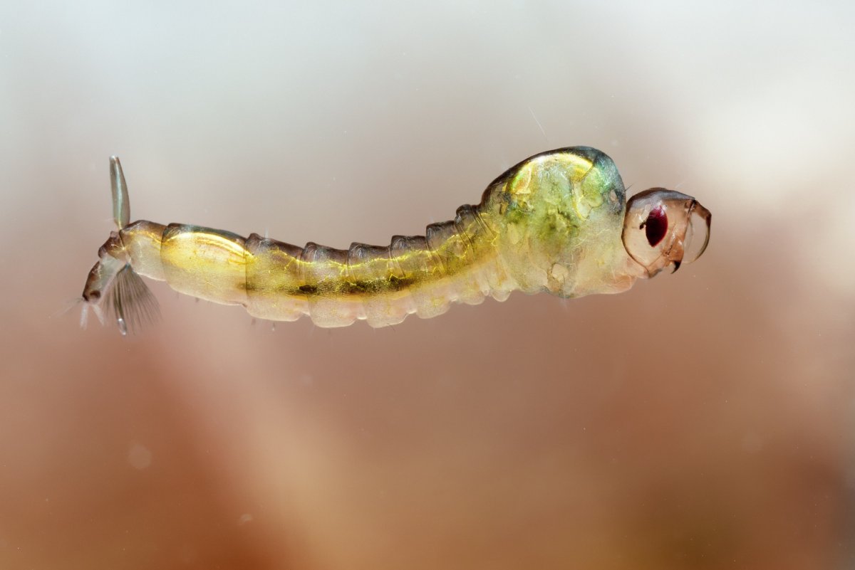 Дыхание личинок комаров