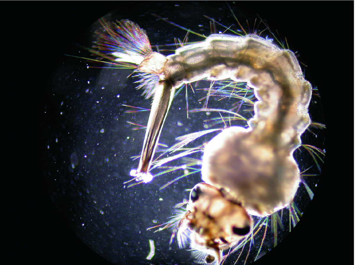 Личинки мошек и комаров