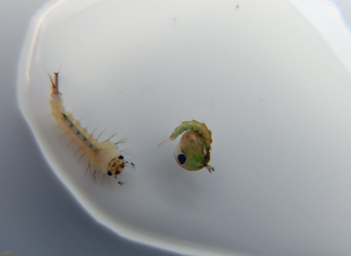 Детеныши комаров