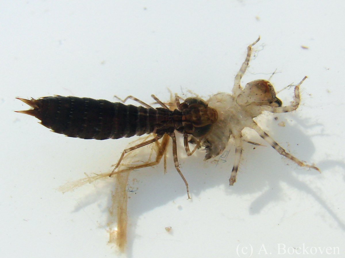 Личинки водных насекомых