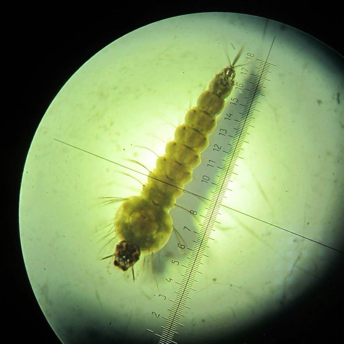 Личинки комаров Culex и Aedes