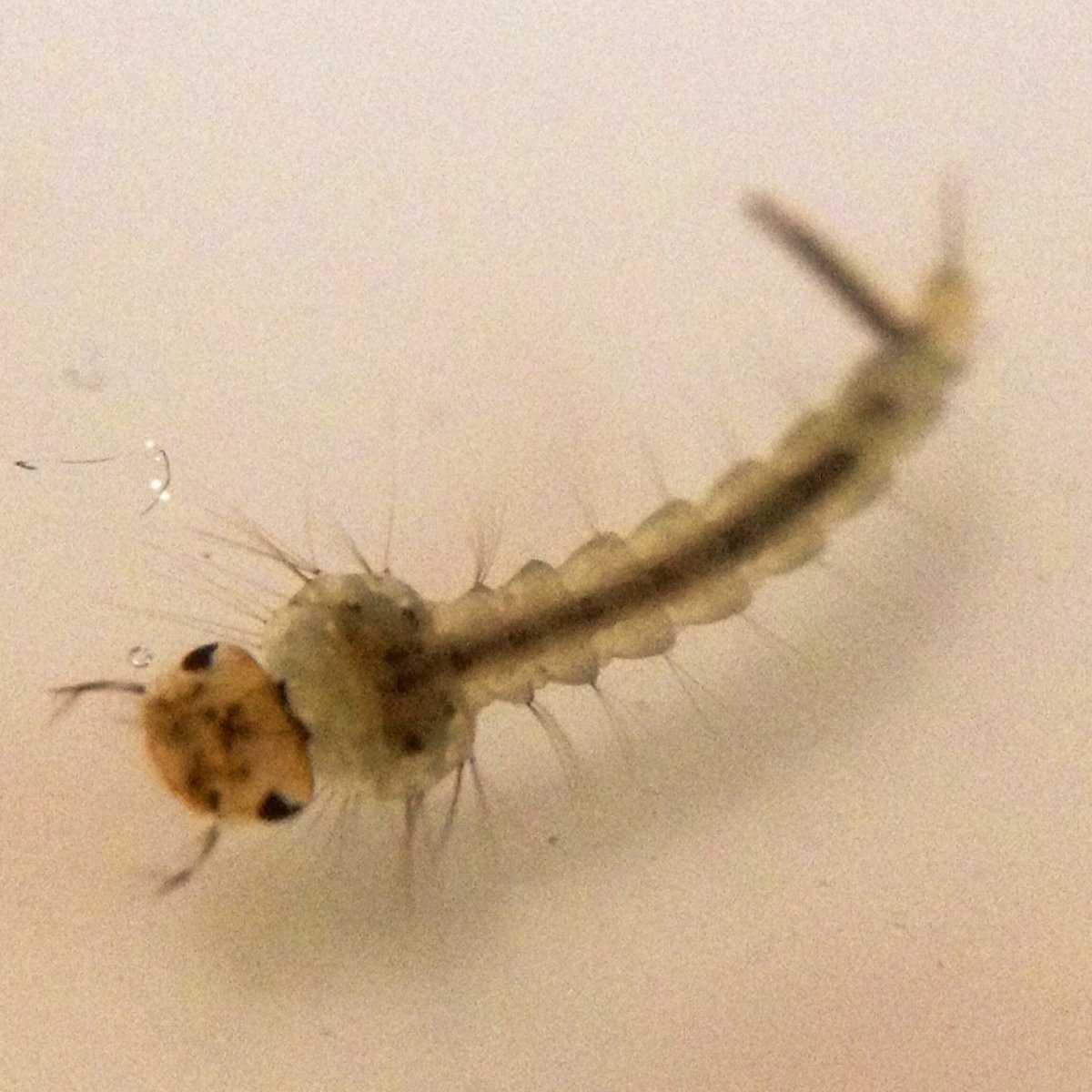 Личинка комара Пискуна