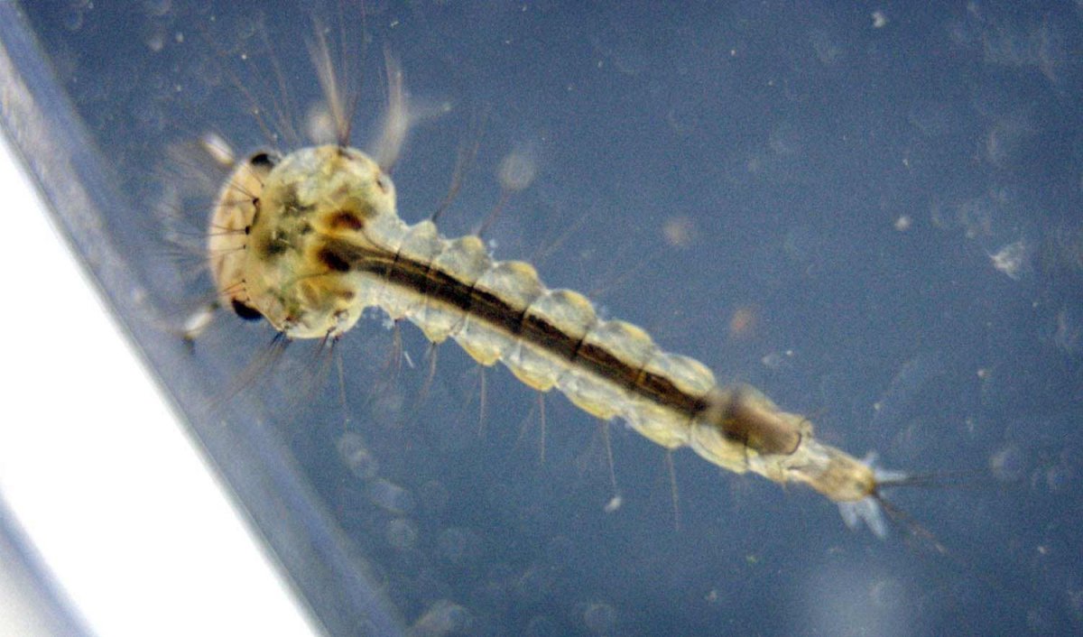 Личинка малярийного комара