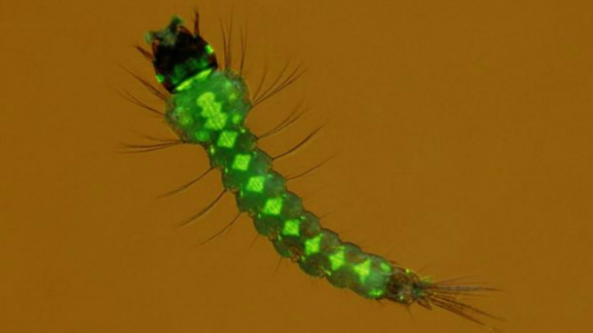 Личинки в стоячей воде