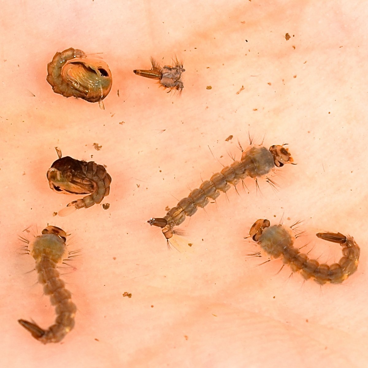 Личинки комаров в воде