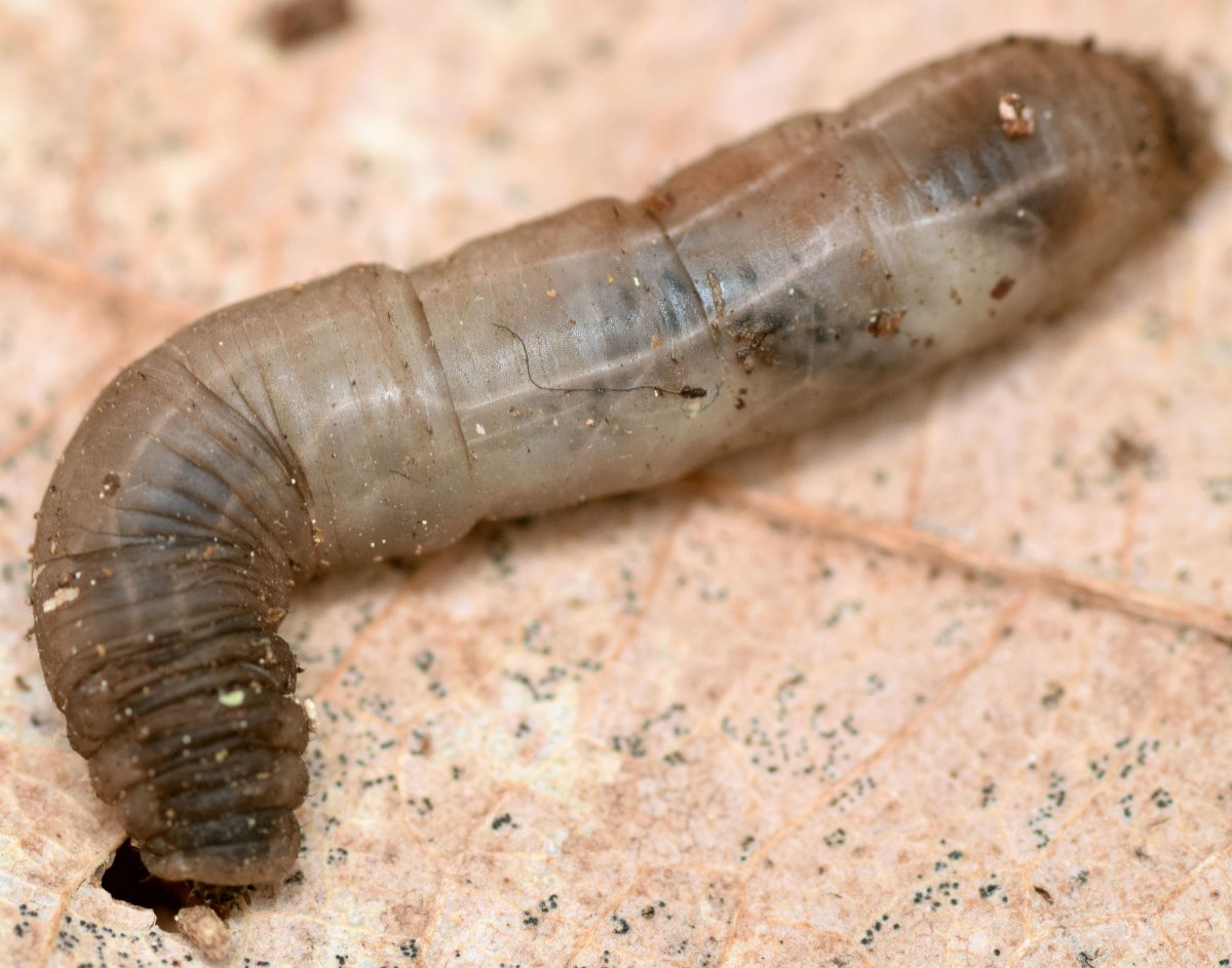 Головастики и личинки комаров