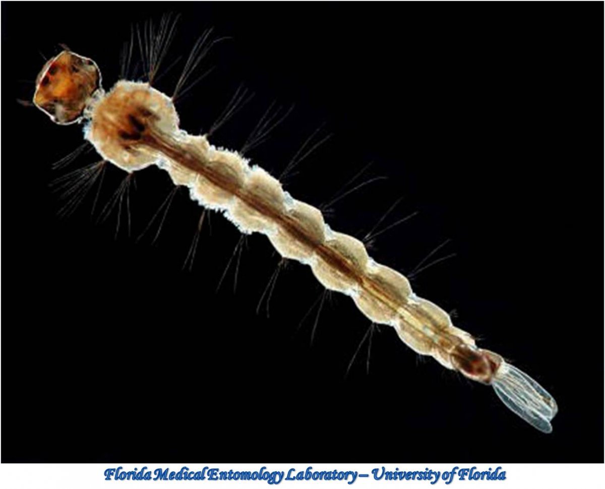 Большие личинки комаров