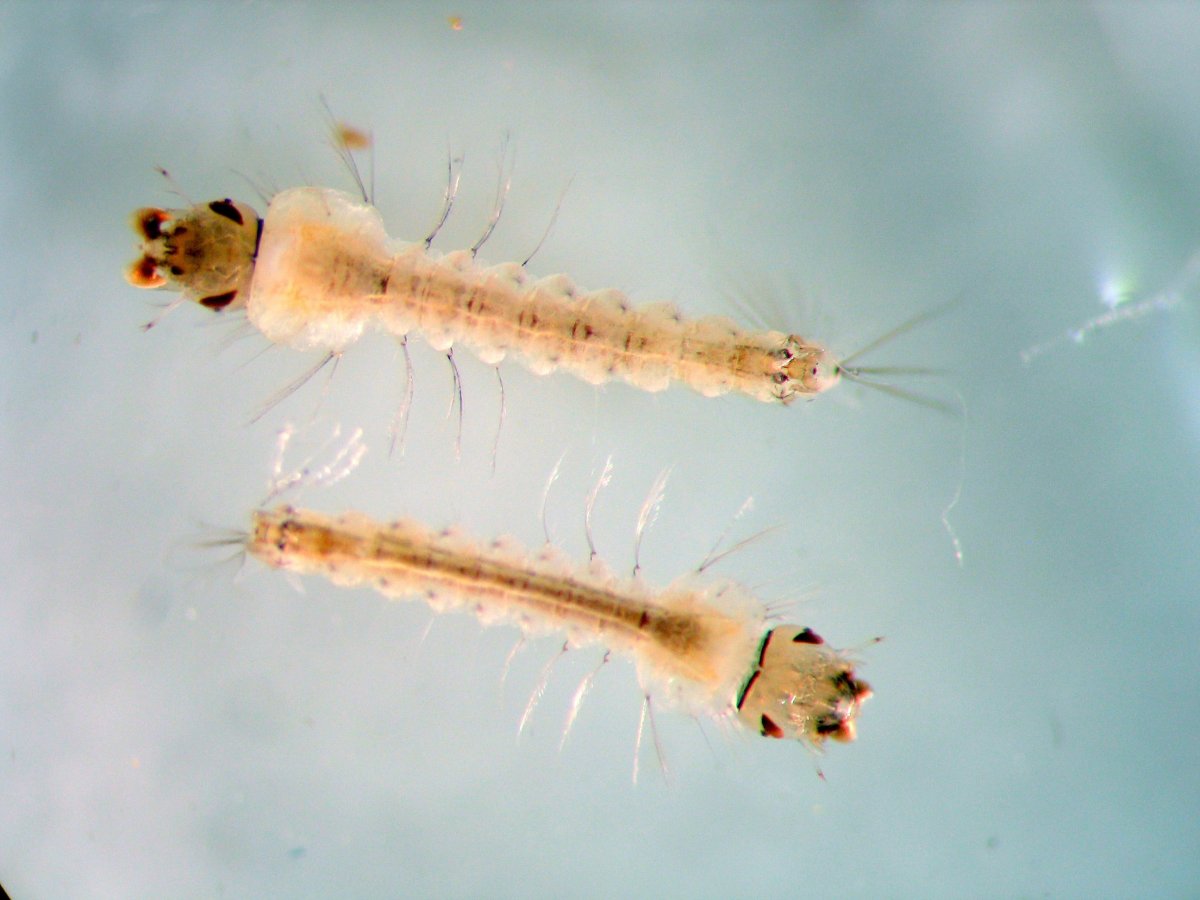 Личинки кровососущих комаров