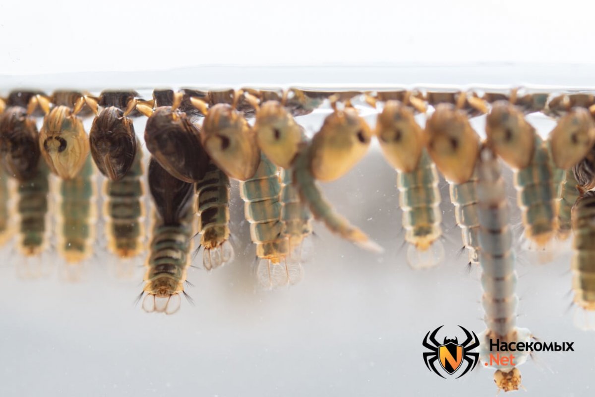 Личинка комара