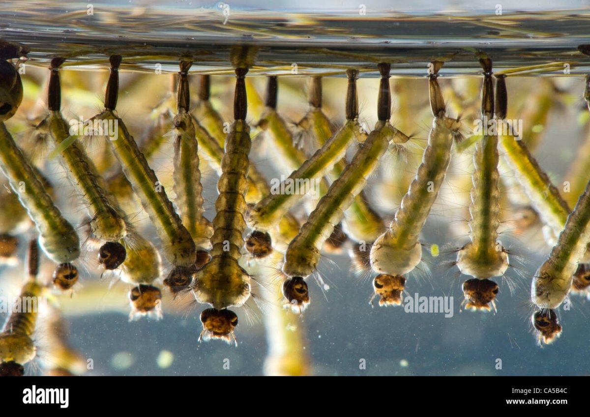 Личинка комара в пруду