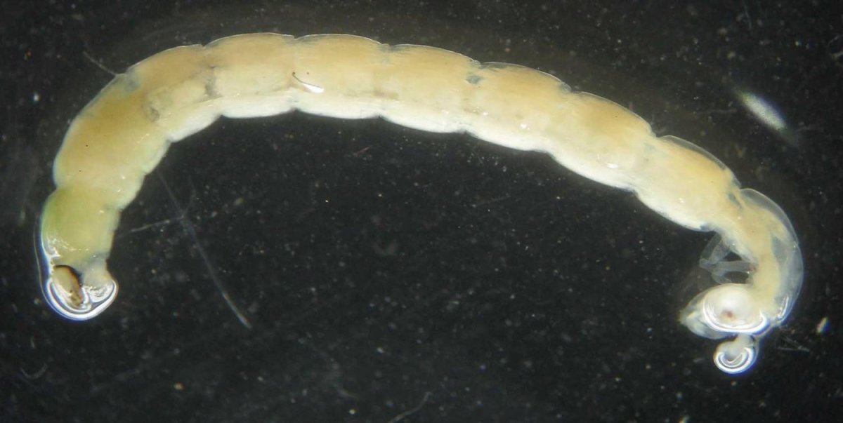 Насекомые в природе