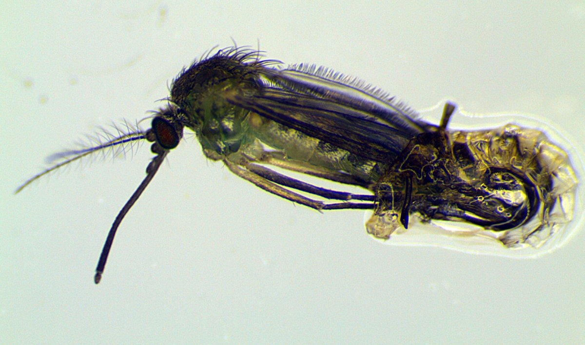 Личинка комара Пискуна