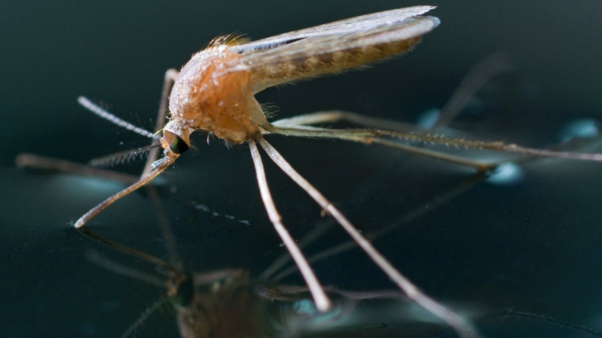 Лапки бабочки под микроскопом