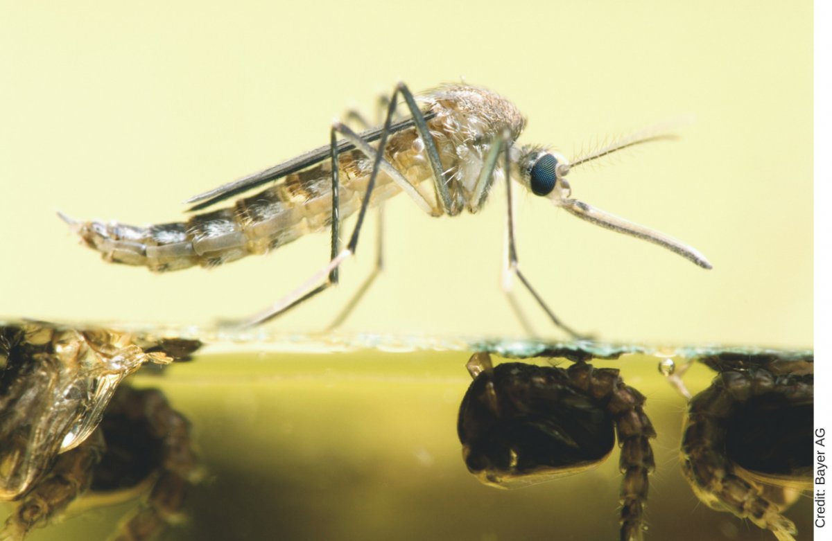 Светящийся личинки комара.