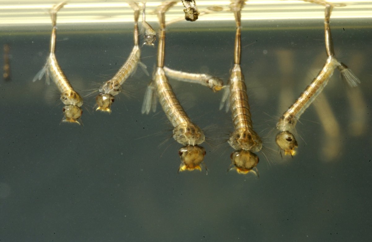 Мотыль личинка комара звонца