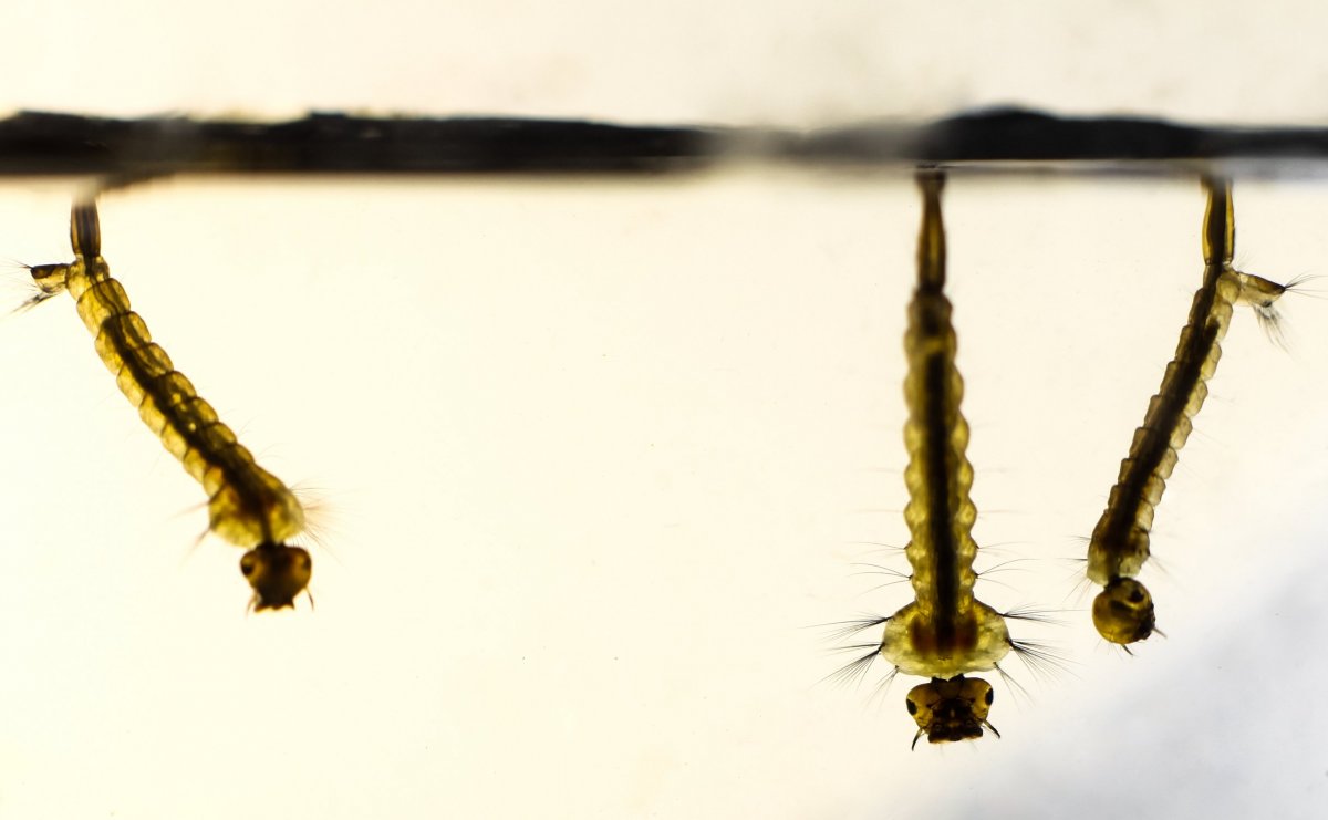 Личинка комара Пискуна