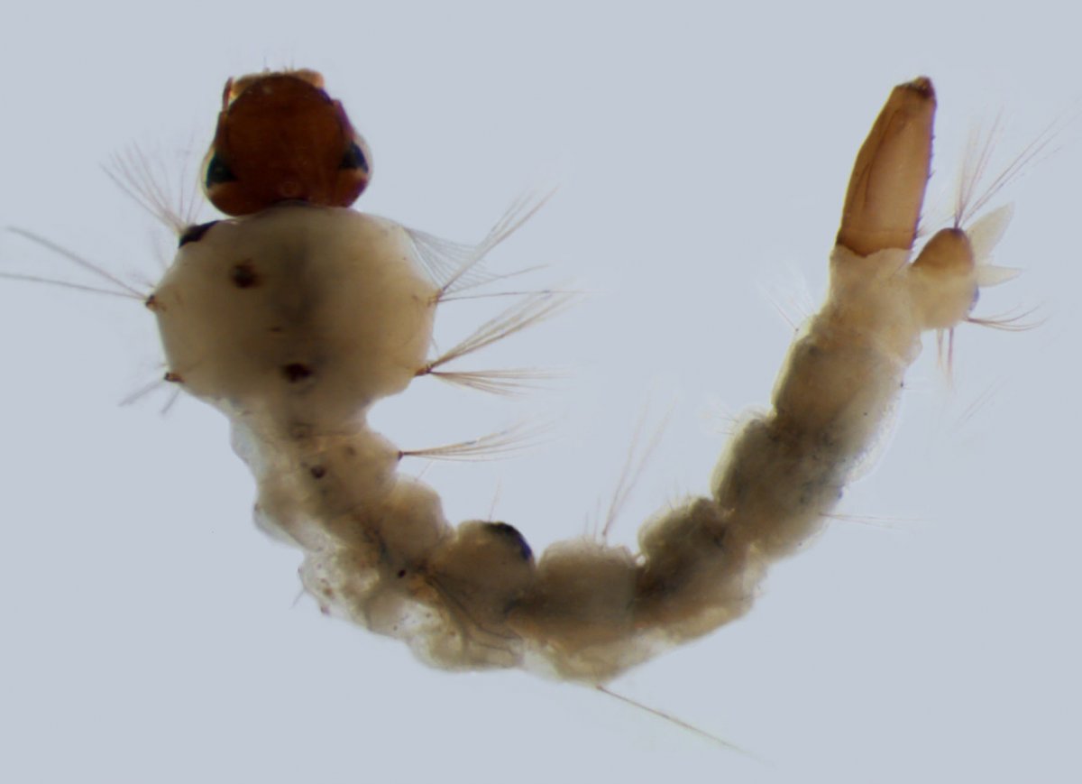 Личинка комара среда обитания