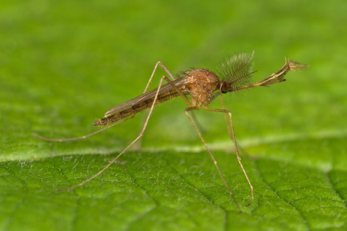 Личинки в воде с хвостиками